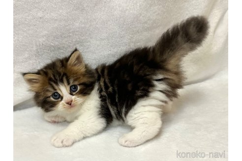 販売中の千葉県のラガマフィン-120072の7枚目