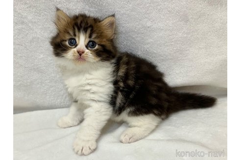 販売中の千葉県のラガマフィン-120072の5枚目