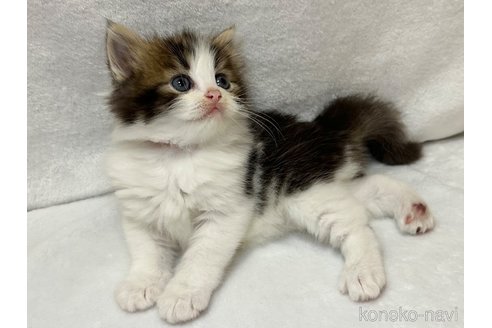 販売中の千葉県のラガマフィン-120073の14枚目
