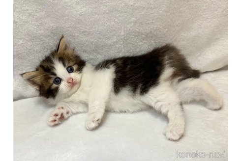 販売中の千葉県のラガマフィン-120073の15枚目