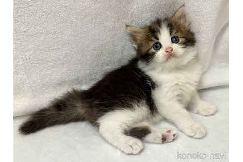 販売中の千葉県のラガマフィン-120073の10枚目