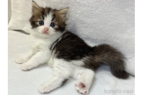 販売中の千葉県のラガマフィン-120073の11枚目