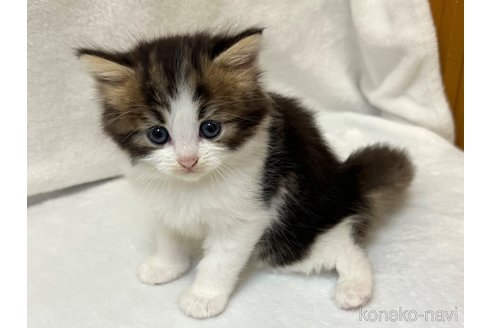 販売中の千葉県のラガマフィン-120073の5枚目