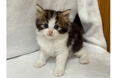 販売中の千葉県のラガマフィン-120073の6枚目
