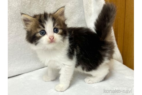販売中の千葉県のラガマフィン-120073の8枚目