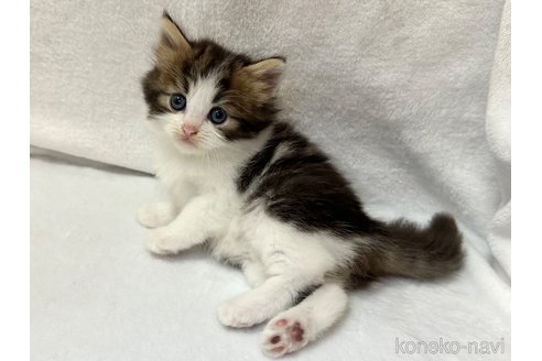 販売中の千葉県のラガマフィン-120073の7枚目