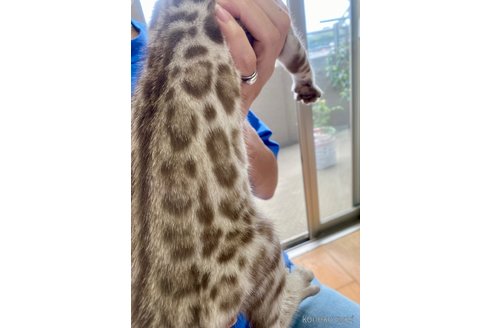 販売中の静岡県のベンガル-112804の5枚目