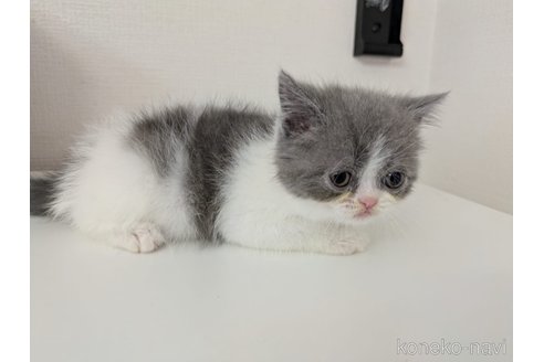 販売中の大阪府のミヌエット-115733の2枚目