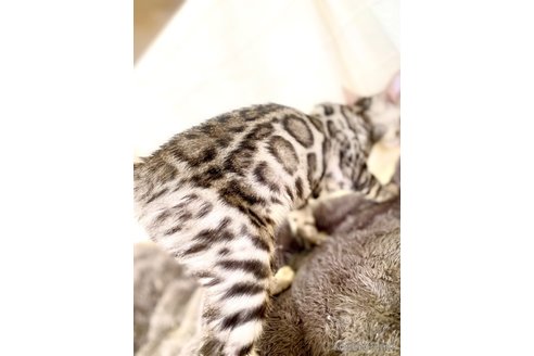 販売中の静岡県のベンガル-111760の4枚目