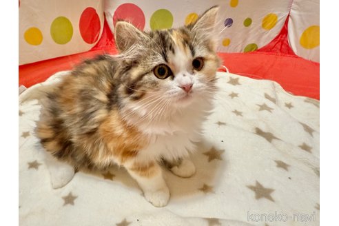 販売中の栃木県のミヌエット-118768