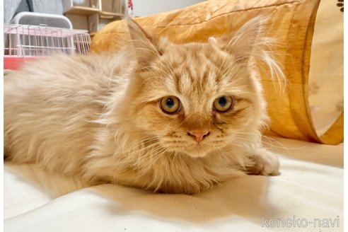販売中の栃木県のマンチカン(短足)-111654の1枚目