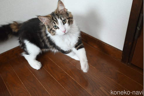 販売中の静岡県のノルウェージャンフォレストキャット-110315の1枚目