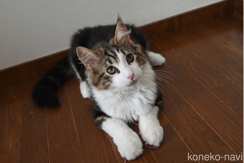 販売中の静岡県のノルウェージャンフォレストキャット-110315の7枚目