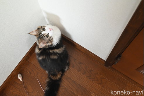 販売中の静岡県のノルウェージャンフォレストキャット-110315の6枚目