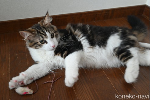 販売中の静岡県のノルウェージャンフォレストキャット-110315の5枚目