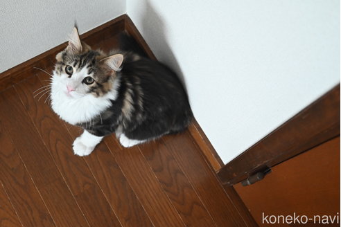 販売中の静岡県のノルウェージャンフォレストキャット-110315の4枚目