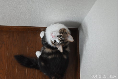 販売中の静岡県のノルウェージャンフォレストキャット-110315の3枚目