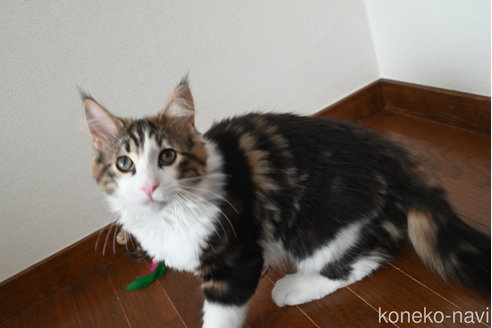 販売中の静岡県のノルウェージャンフォレストキャット-110315の2枚目