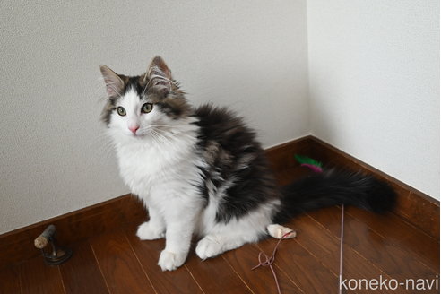 販売中の静岡県のノルウェージャンフォレストキャット-113216の9枚目