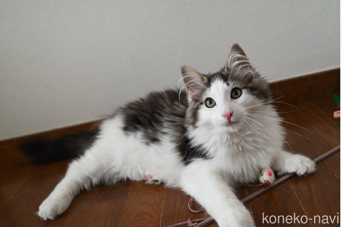 販売中の静岡県のノルウェージャンフォレストキャット-113216の8枚目