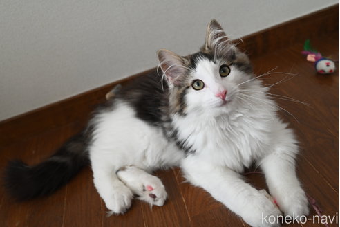 販売中の静岡県のノルウェージャンフォレストキャット-113216の7枚目