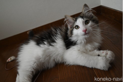 販売中の静岡県のノルウェージャンフォレストキャット-113216の3枚目