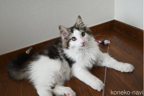 販売中の静岡県のノルウェージャンフォレストキャット-113216の2枚目