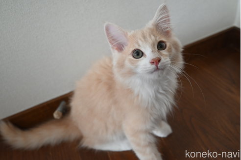販売中の静岡県のノルウェージャンフォレストキャット-115522