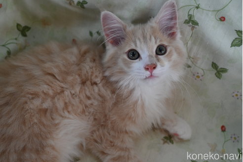 販売中の静岡県のノルウェージャンフォレストキャット-115522の8枚目