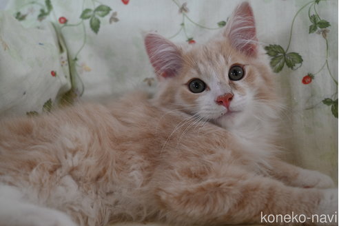 販売中の静岡県のノルウェージャンフォレストキャット-115522の7枚目