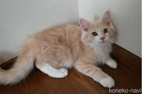 販売中の静岡県のノルウェージャンフォレストキャット-115522の4枚目