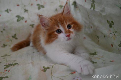 販売中の静岡県のノルウェージャンフォレストキャット-119070の5枚目