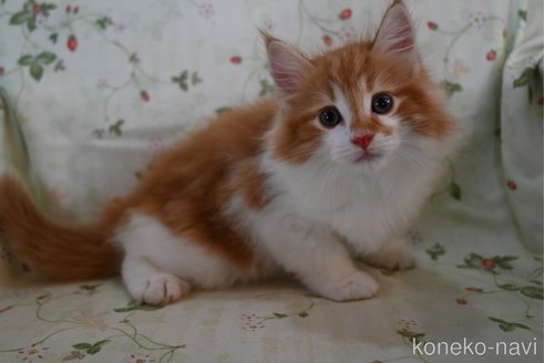 販売中の静岡県のノルウェージャンフォレストキャット-119070の3枚目