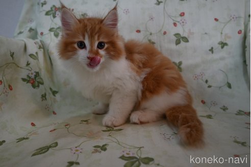 販売中の静岡県のノルウェージャンフォレストキャット-119070の2枚目