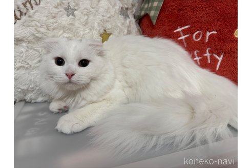 販売中の千葉県のマンチカン-108569の1枚目