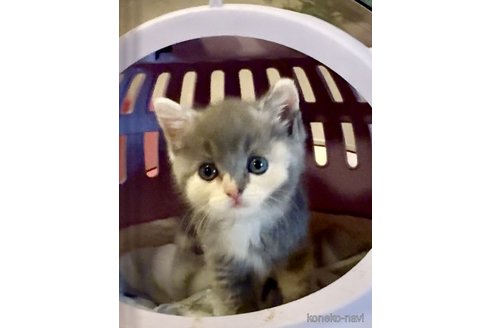 販売中の大阪府のスコティッシュストレート-118264