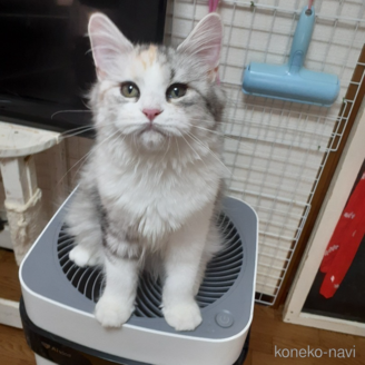 販売中の大阪府のマンチカン-110239