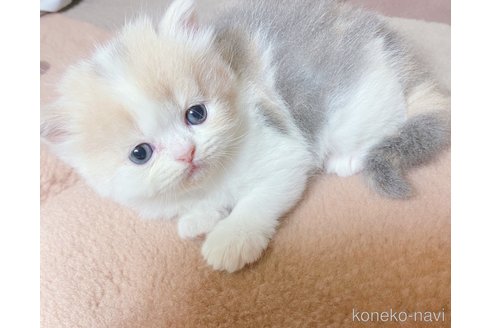 販売中の千葉県のミヌエット-120090の5枚目