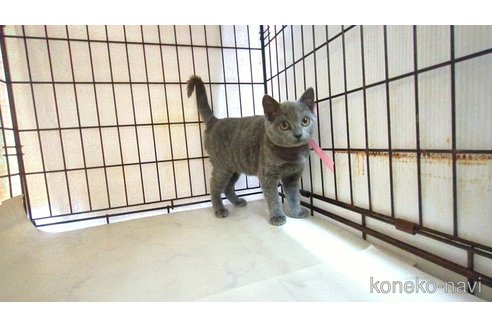 成約済の茨城県のブリティッシュショートヘア-120093の1枚目