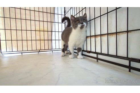 販売中の茨城県のブリティッシュショートヘア-120094の5枚目