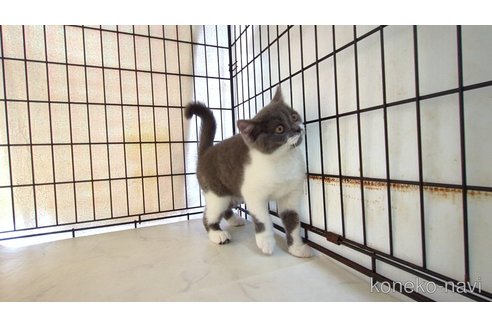 販売中の茨城県のブリティッシュショートヘア-120094の3枚目