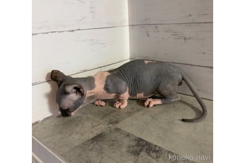 販売中の東京都のドウェルフ-114331の5枚目