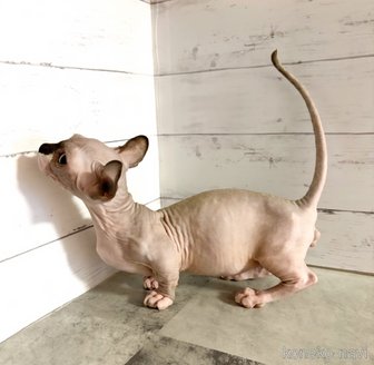 販売中の東京都のドウェルフ-114847の3枚目