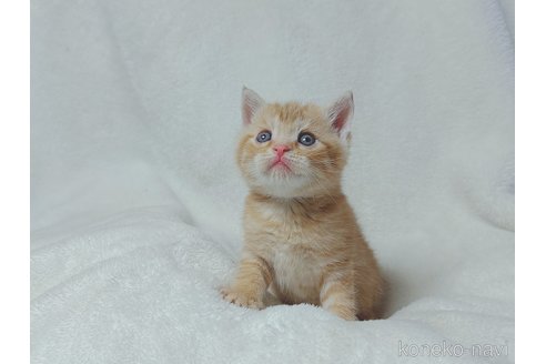 販売中の鹿児島県のスコティッシュフォールド-117228