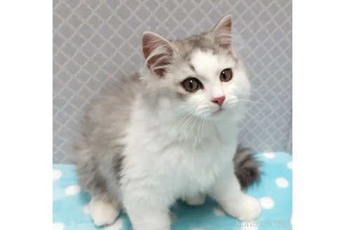 販売中の岐阜県のミックス-117701の6枚目