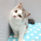 オンライン見学