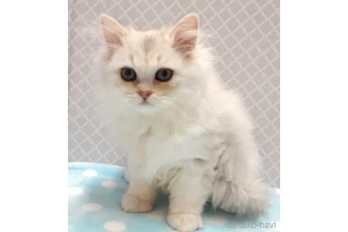 販売中の岐阜県のペルシャ(チンチラ)-120104の5枚目