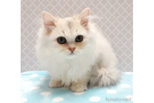 販売中の岐阜県のペルシャ(チンチラ)-120104の4枚目