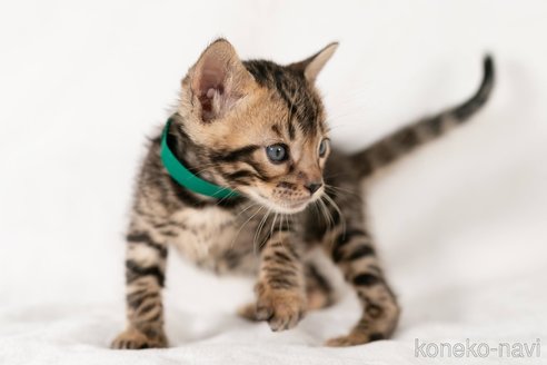 販売中の福岡県のベンガル-120106の5枚目