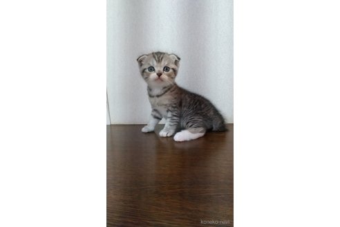 販売中の栃木県のスコティッシュフォールド-120114の2枚目